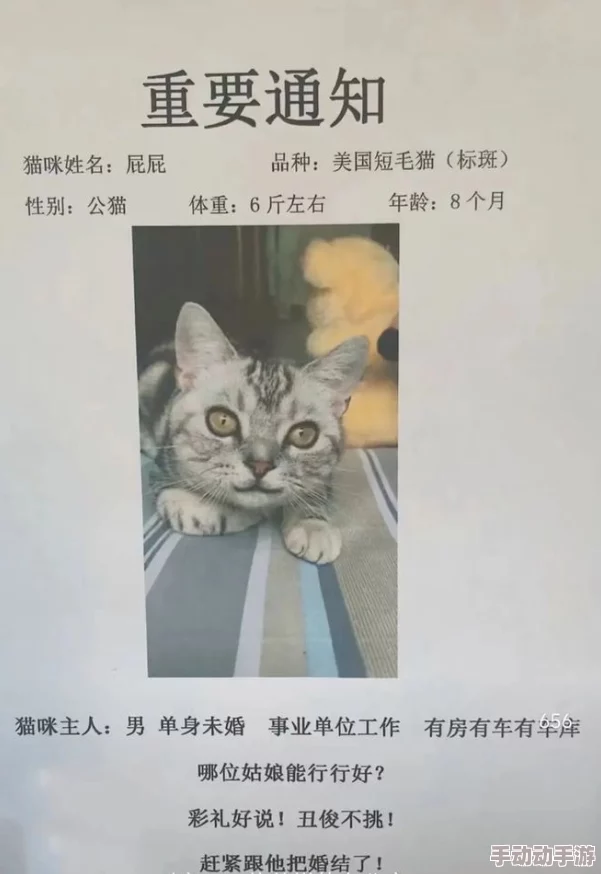 对门的主妇邻居家的猫走丢了悬赏一千元寻猫启事贴满了小区