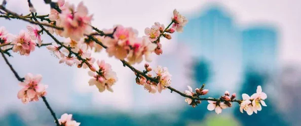 桃花初开的意思花开伊始预示着美好的春天即将到来