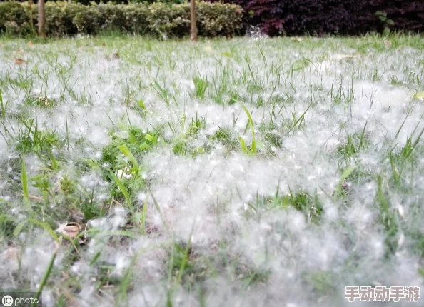 满城风絮漫天飞舞春日絮语惹人愁思