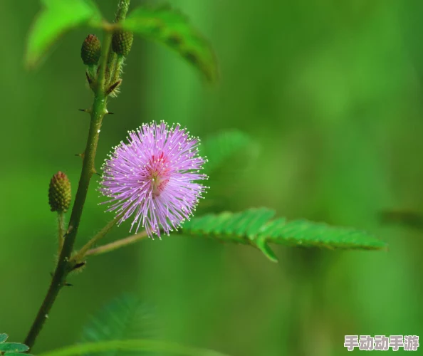 含羞草传媒4.2.0每天免费1心结释放心灵的枷锁，拥抱生活的美好与希望