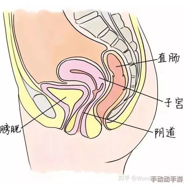 女性生殖特技表演αV开发暂停项目存档