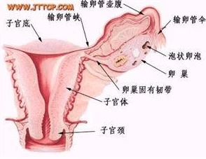 女性生殖特技表演αV开发暂停项目存档