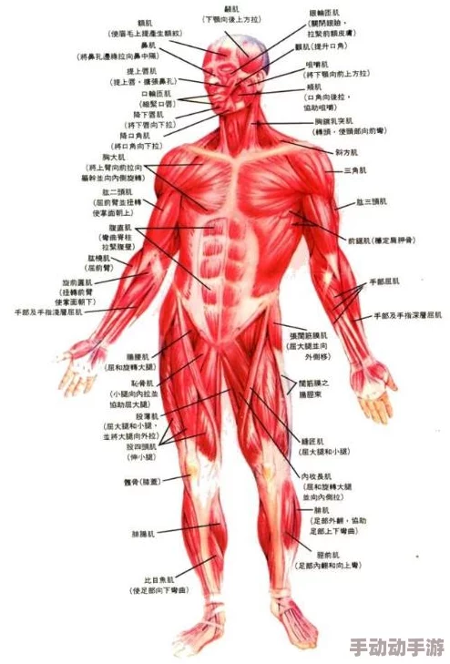 天天看人体骨骼肌肉系统学习已完成开始进入神经系统