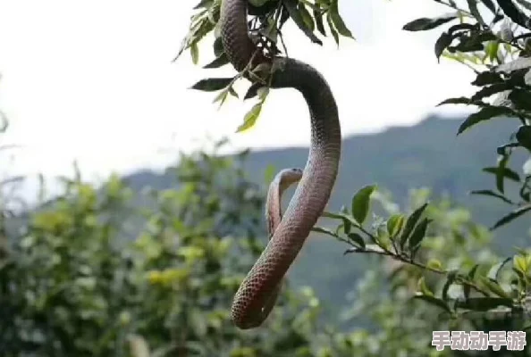 蛇的尾巴在我的身体里运动据知情人士透露这件事发生在著名魔术师大卫·科波菲尔的最新魔术表演彩排现场