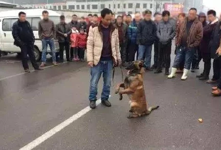 体校女老师和她的小狼狗们积极向上努力拼搏追求梦想勇敢面对挑战创造美好未来