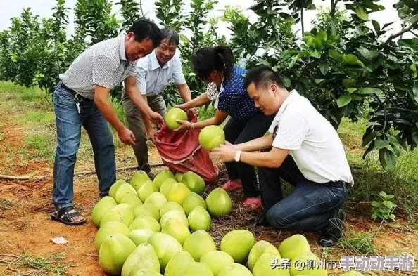 蜜柚在线观看完整版免费高清画质清晰流畅内容精彩刺激