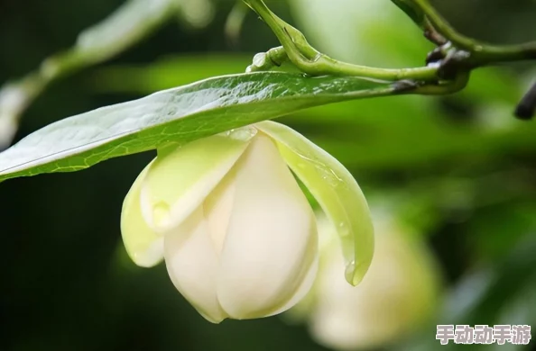 黄雀雨明开夜合花期短暂香味寡淡易受虫害观赏性价比较低