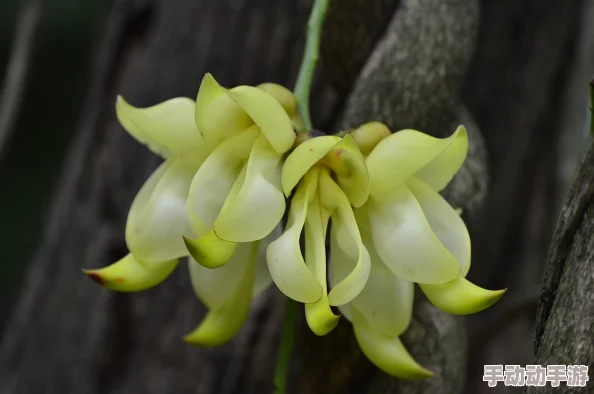 黄雀雨明开夜合花期短暂香味寡淡易受虫害观赏性价比较低