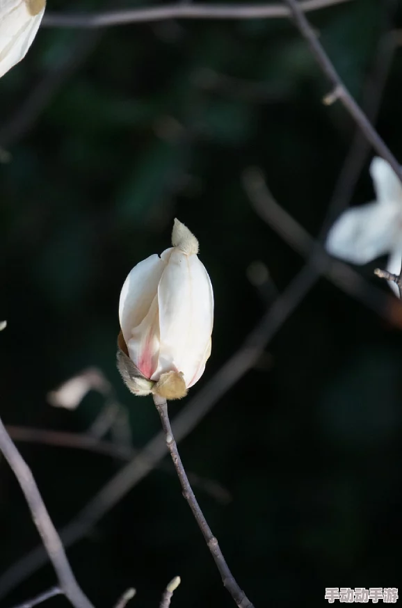 玉兰花图片花瓣凋零略显枯萎缺乏生气