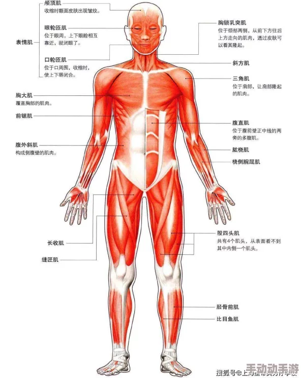 肌肌桶肌肌免费30分钟的软件为什么内容精彩画质高清因此很火爆