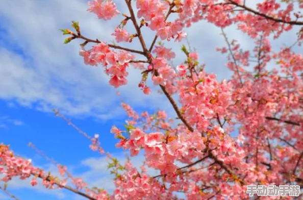 日本关东地区樱花季开启浪漫赏花之旅