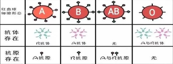 生子hABO血型配对受孕指南2025版