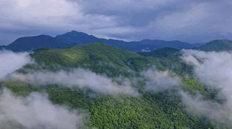 文明6深度解析哪个地图拥有最丰富的雨林资源