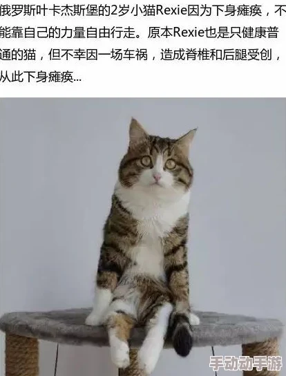 揭秘《遇见你的猫》中赢得沈莫的秘径